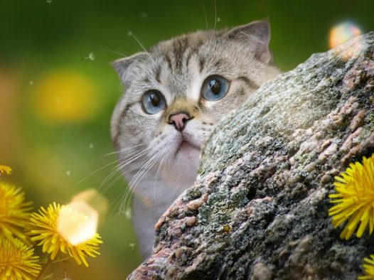 可爱苏格兰折耳猫图片