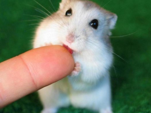 你肿么可以这么萌