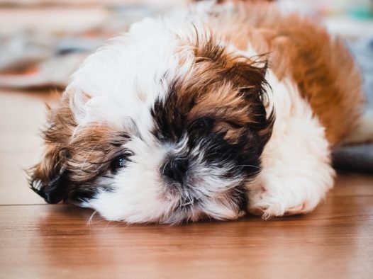 趴在地板上的西施犬摄影图片
