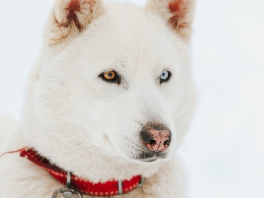 白色哈士奇狗图片