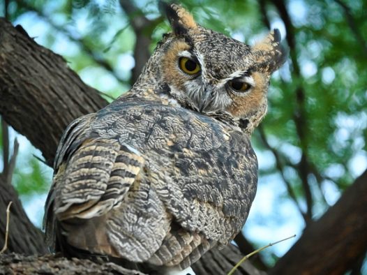 站在树上的野生大角猫头鹰图片