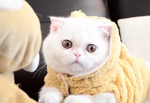 小肥猫图片