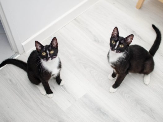 室内家养小猫图片