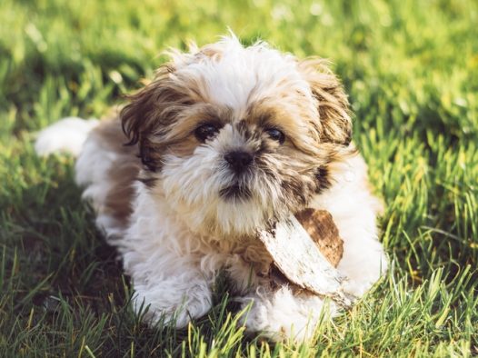 草地可爱呆萌西施犬狗狗图片