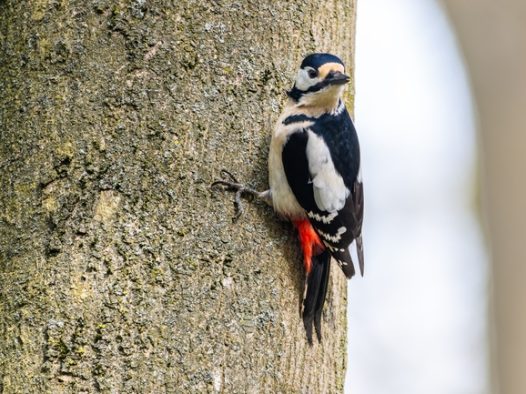 停歇在树上的大斑啄木鸟摄影图片