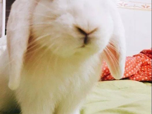 岁月真是一把杀猪刀,当年乖巧可爱的兔子已经变成了顽皮的牛头梗