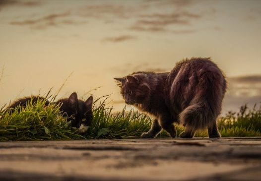 户外野猫摄影图片