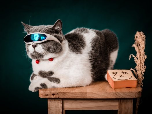 可爱呆萌喵星人写真图片