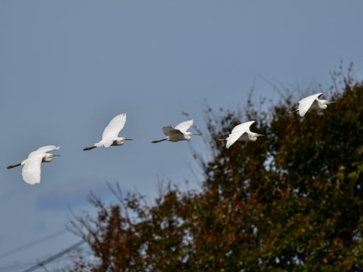 一行白鹭上青天图片素材