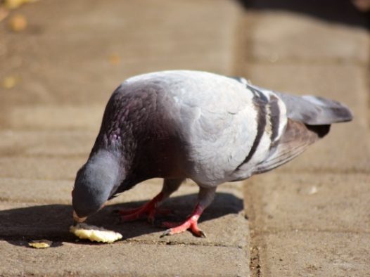 鸽子低头觅食图片