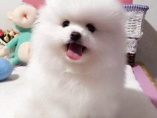 可爱聪明伶俐活泼小博美犬/呲牙