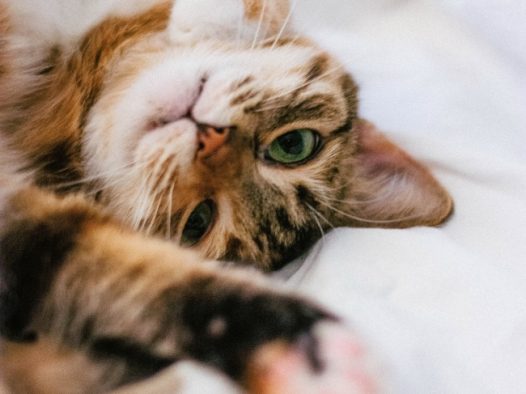 可爱短毛虎斑猫图片