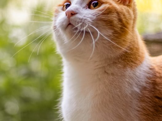 小清新治愈系宠物猫写真摄影图片