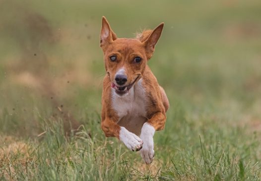 草地狂奔的巴山基犬图片