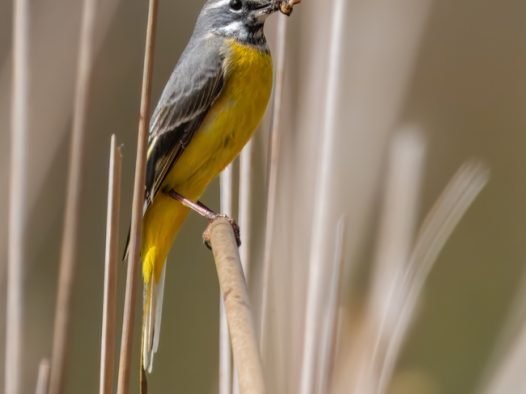 野生黄腹鹡鸰鸟摄影图片