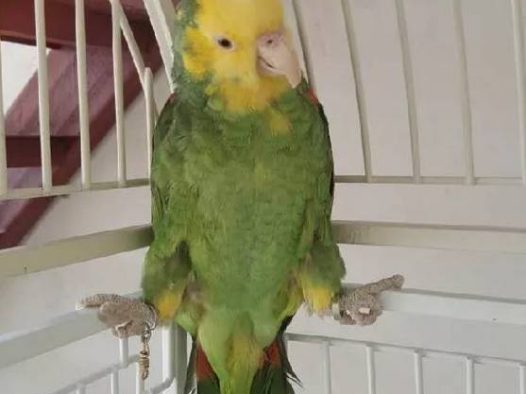 双黄头亚马逊鹦鹉（大黄帽）