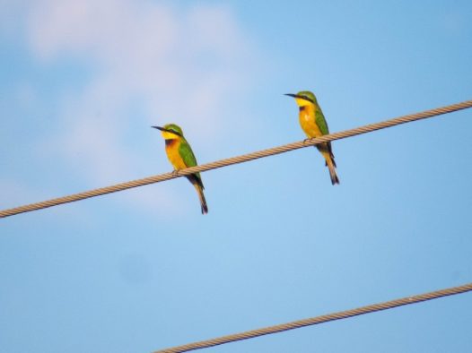 电线杆上两只食蜂鸟图片