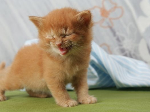 可爱棕色小猫咪图片