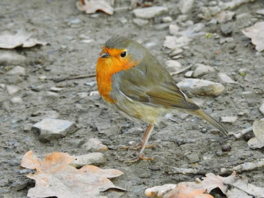 实拍野生知更鸟图片