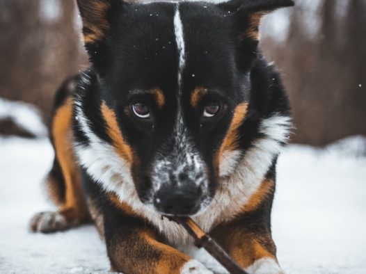 雪地顽皮小狗狗图片