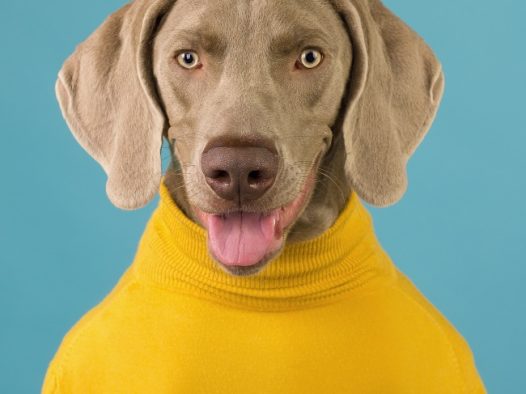 穿着黄色衣服的狗狗图片