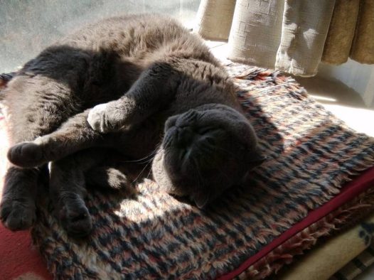 苏格兰折耳猫