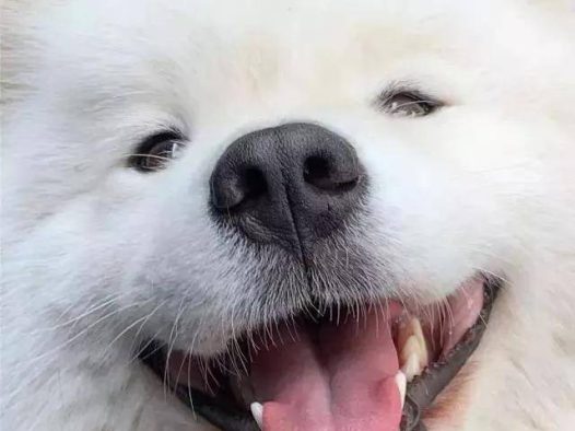 笑容超治愈的萨摩耶小姐姐，这谁扛得住鸭！