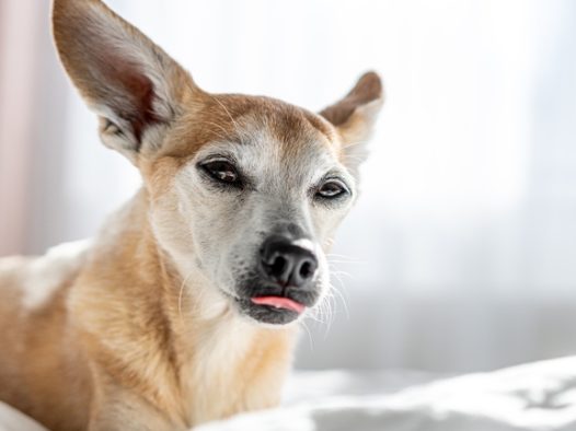 趴在床上的可爱宠物犬摄影图片