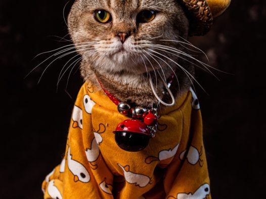 可爱超萌喵星人图片