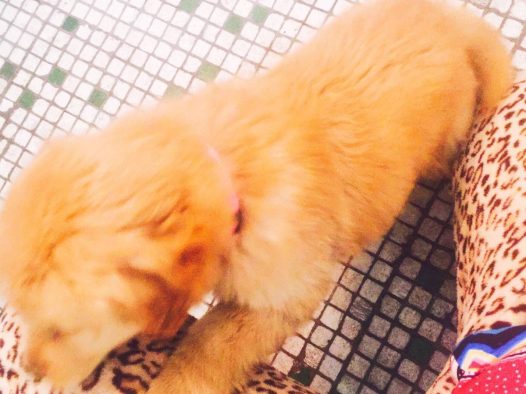 小金毛，胡萝卜小公举两个半月啦。为什么你这么喜欢欺负我！要我不停的给你挠痒痒！