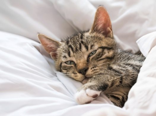 躲在被窝里睡觉的可爱小猫图片