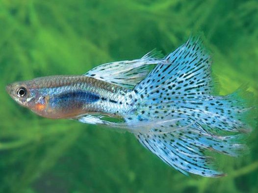 草尾孔雀鱼（Grass），为人工改良品种，尾背同色；宽大的尾鳍上布满黑色圆形的细小斑点，花纹细致如草皮；色深鲜明的菱形斑具有金属光泽，背鳍较宽大；其尾部有标准尾鳍和玻璃尾两种。