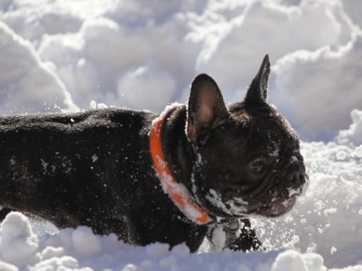 雪地里法国斗牛犬图片