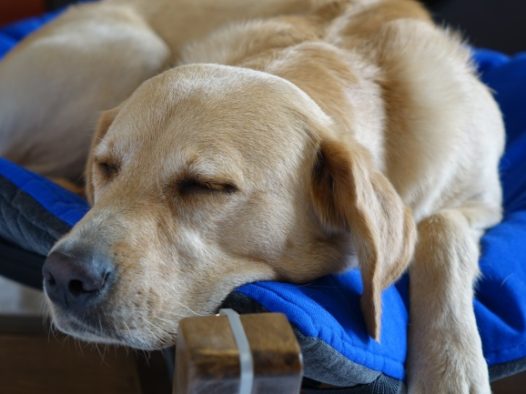 沉睡拉布拉多狗图片