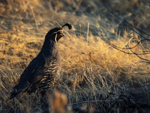 黑腹翎鹑图片