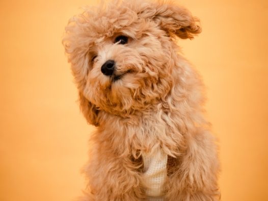 可爱超萌宠物狗狗图片