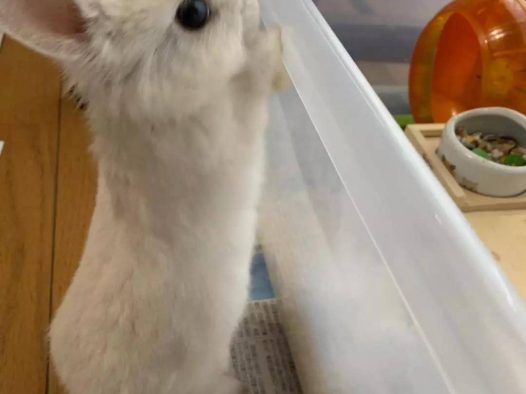 原来兔兔小的时候就像一个小毛球，真的好萌啊