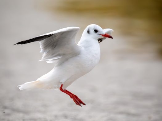 飞行的白色红嘴海鸥摄影图片