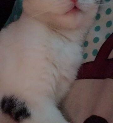 本来我们一本正经的坐着，被我亲了一口之后整个猫都傻了