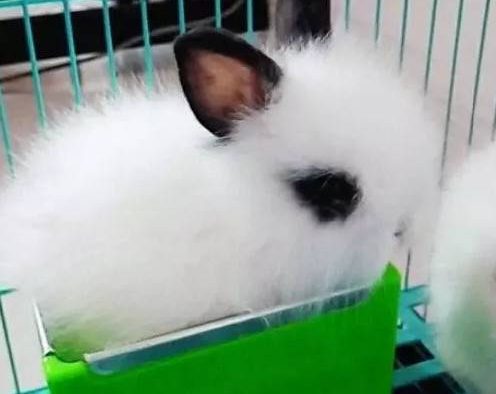 一群淘气的小家伙，简直是又爱又恨！