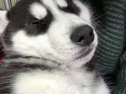 哈士奇新鲜睡姿，哈哈