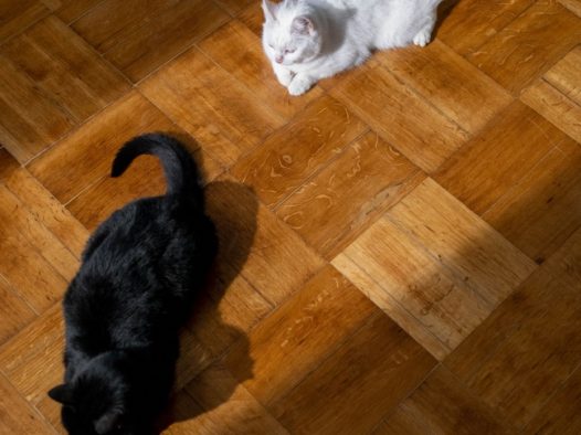黑猫和白猫图片