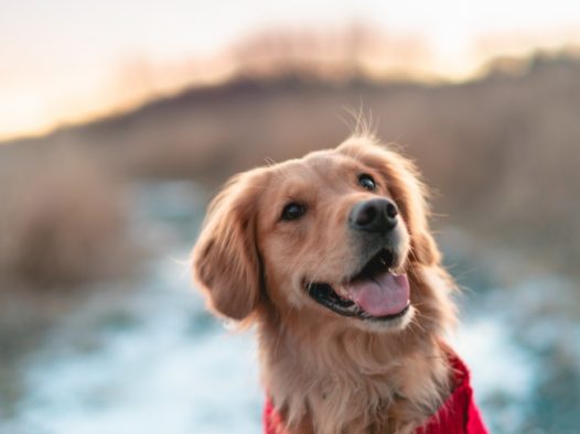 乖巧纯种大金毛犬图片