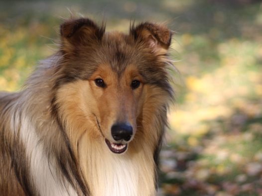 粗毛苏格兰牧羊犬图片