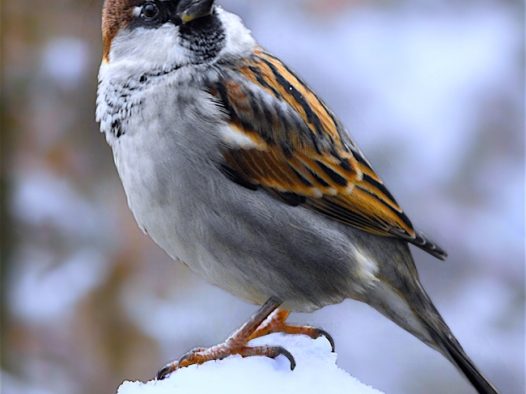 冬季白雪上站立的麻雀图片