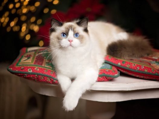 萌猫的相片