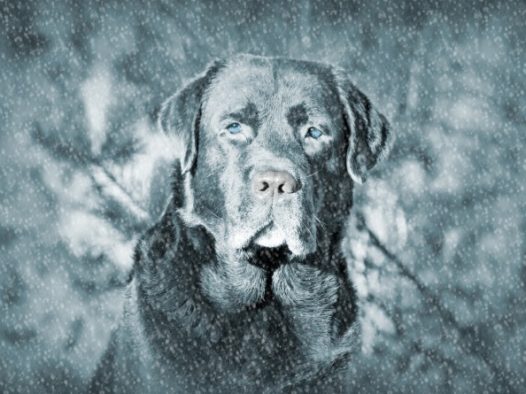 小型宠物狗狗图片