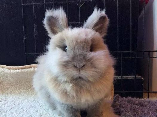 看着看着是不是动了想养兔子的心？但如果你想到换毛季，估计就要打退堂鼓了。这两只兔子掉起毛来，真真是“暴雪”了。