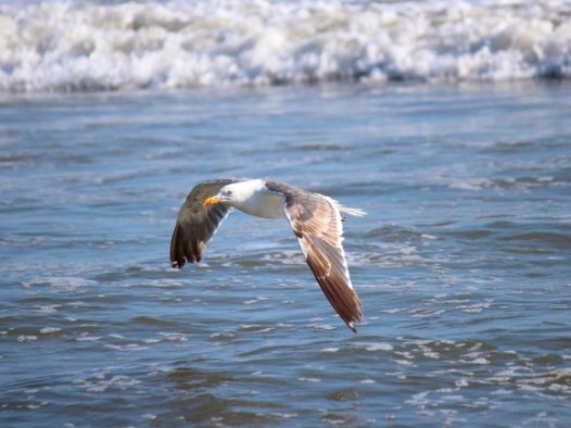 海鸥在海面上飞翔的图片