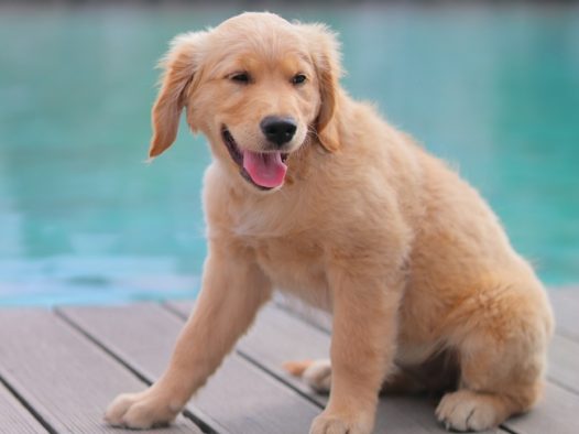 池畔金毛犬图片